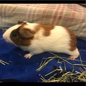 Meet your Posher, Emily